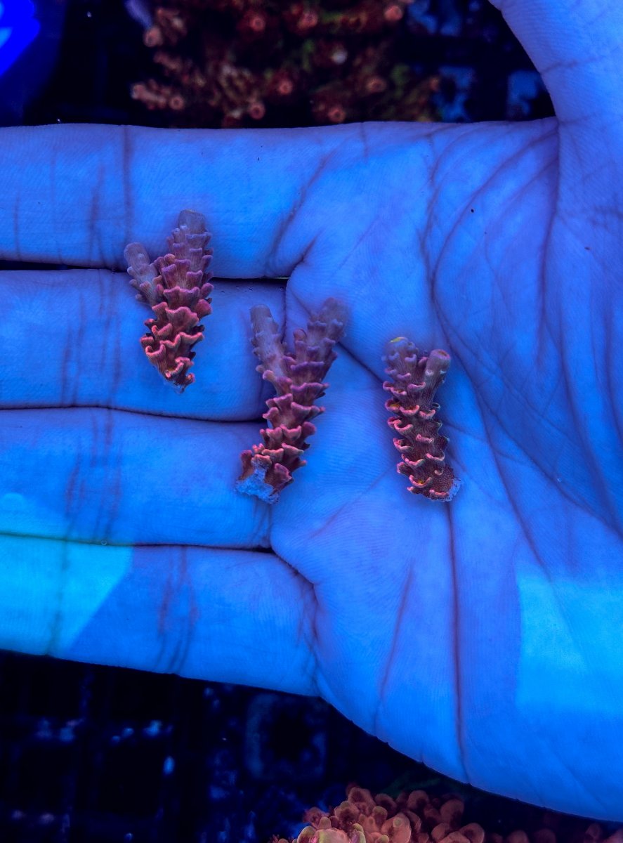 frags-palm.jpg