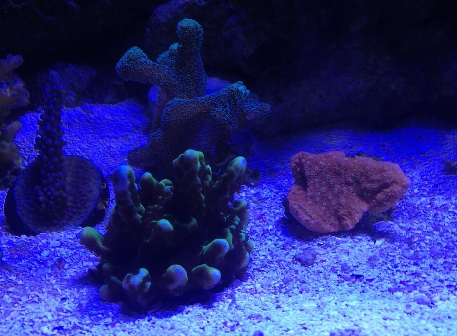 Frags R.jpg