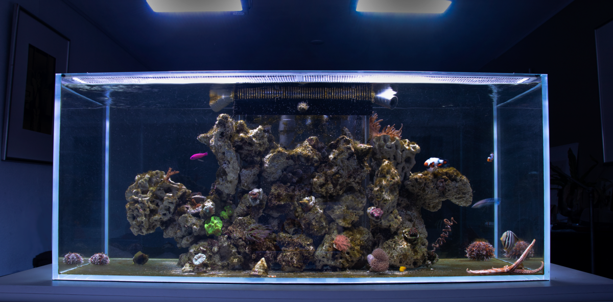 free-reef-side-1.png