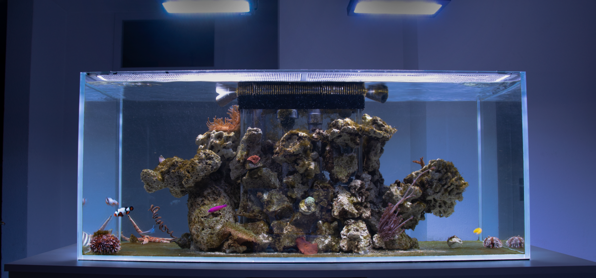 free-reef-side-2.png