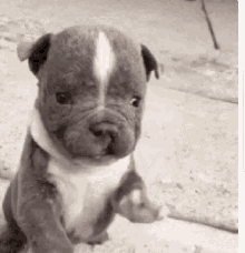 French BD Puppy.gif