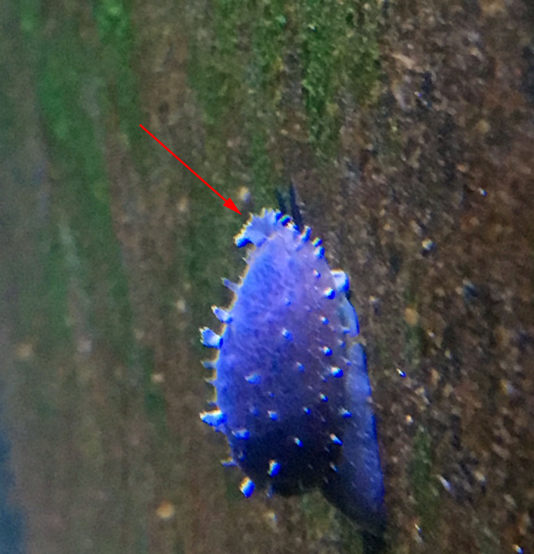 Creepy lookin slug... | Reef2Reef