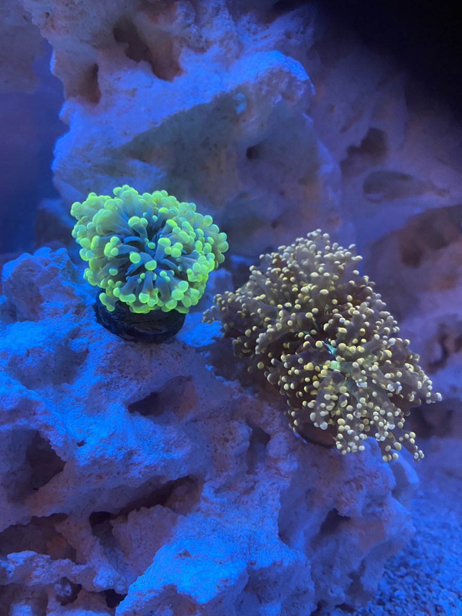 frog spawn and hammer.JPG
