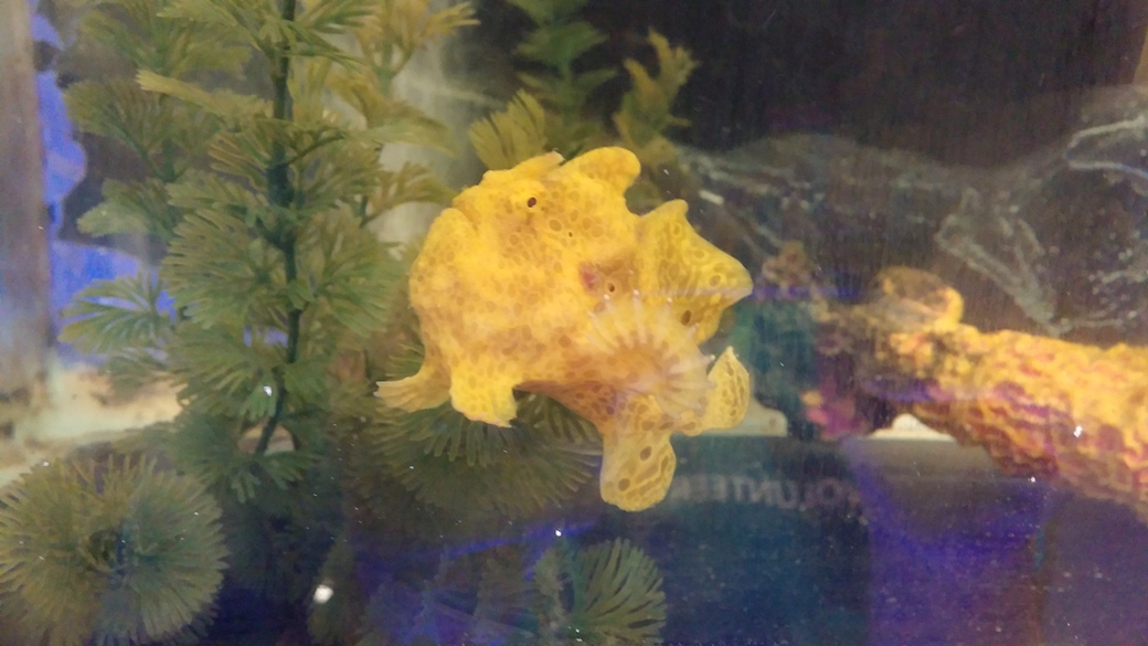 frogfish.jpg