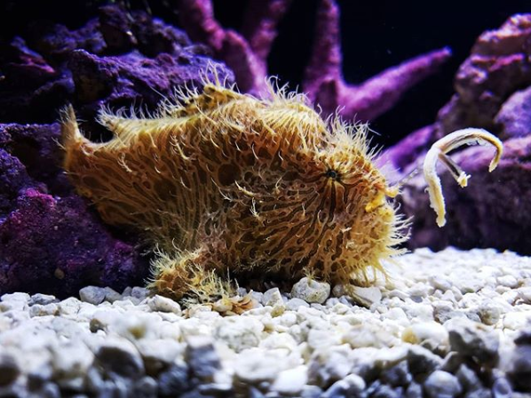 FrogFish.png