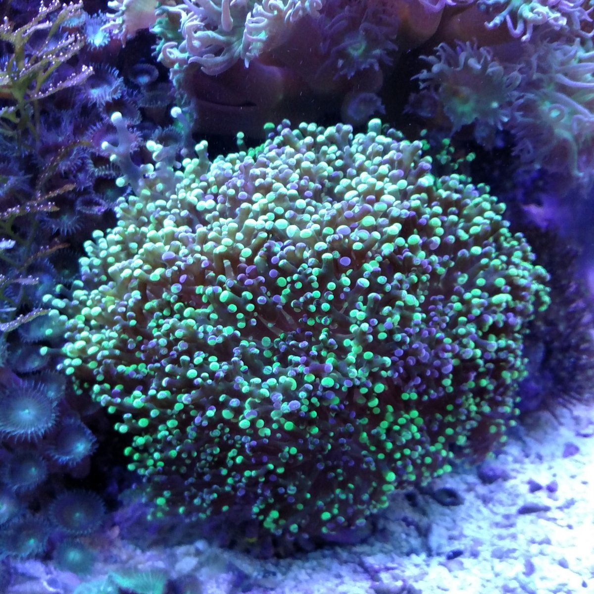 Frogspawn 1 (2).jpg