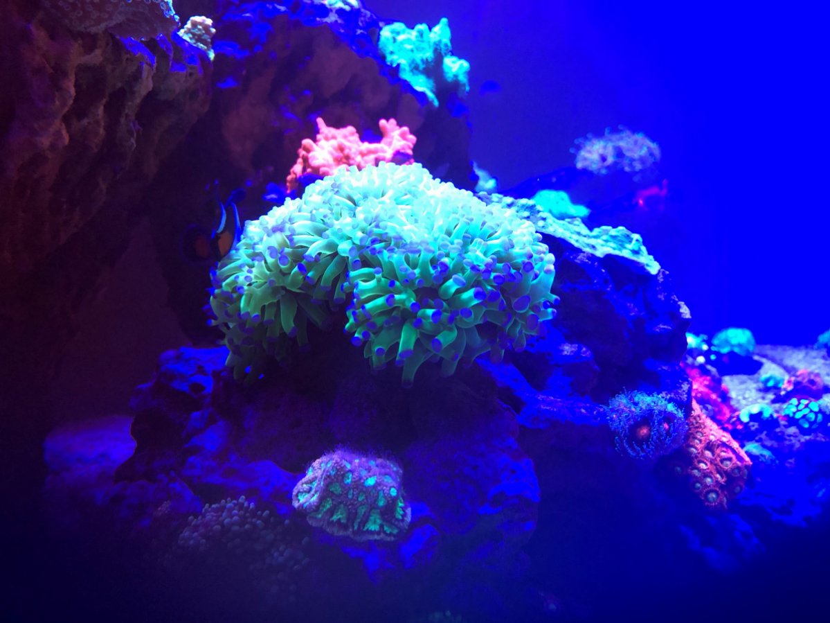 Frogspawn 1.jpg