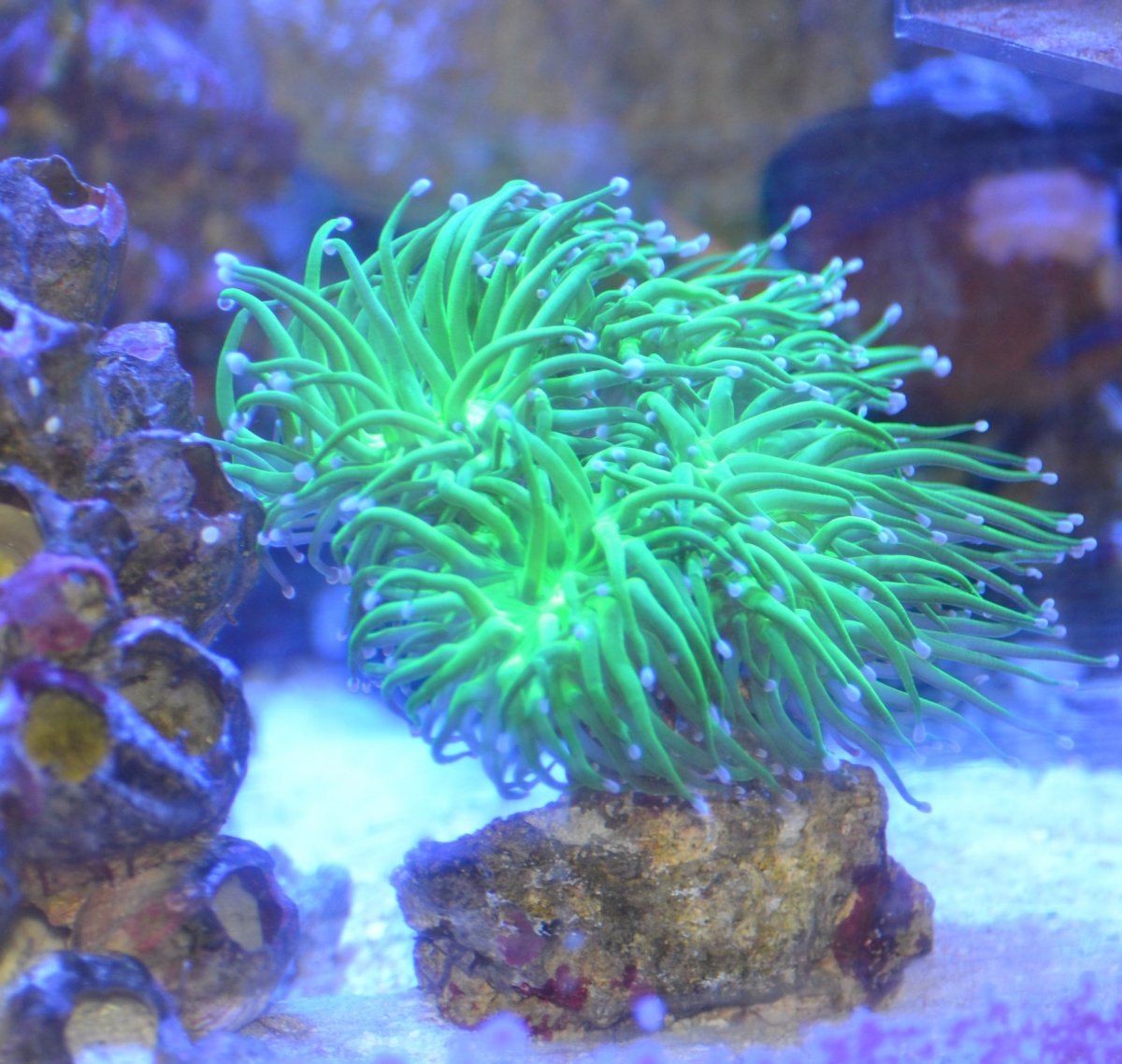 Frogspawn 2.jpg