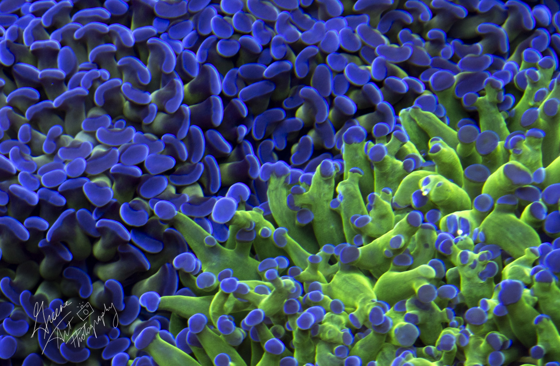 FrogSpawn and Hammer.jpg