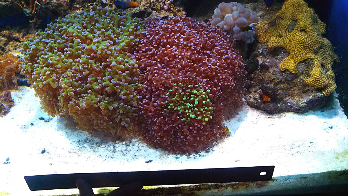 Frogspawn and Sponges Export.jpg