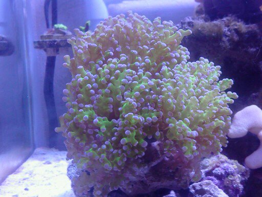 frogspawn - Copy.jpg
