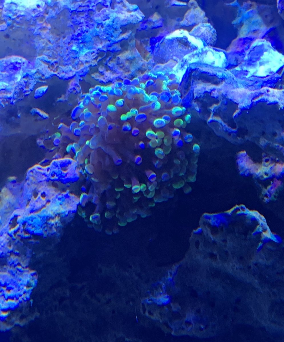 frogspawn.jpeg