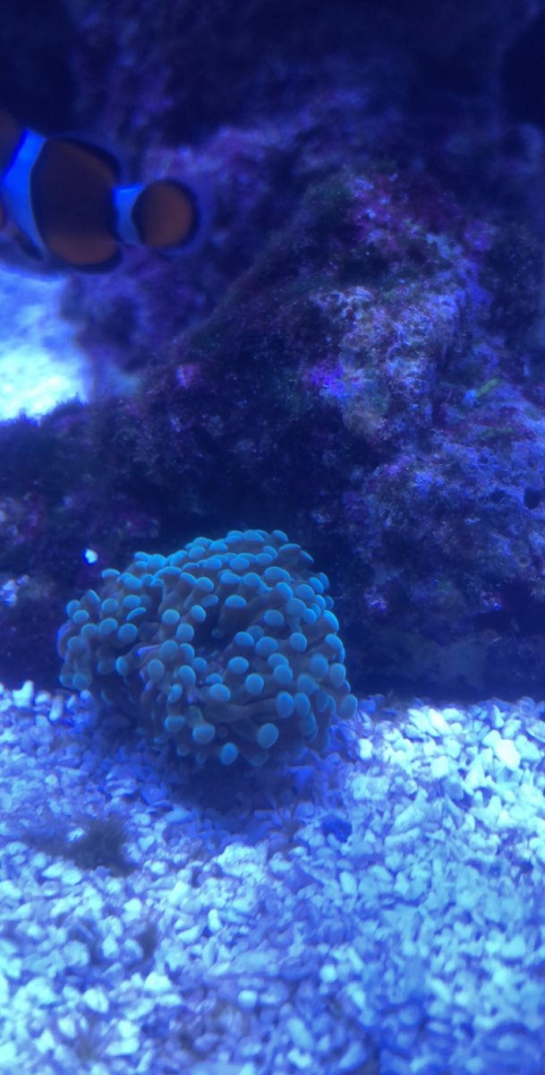 Frogspawn.jpg