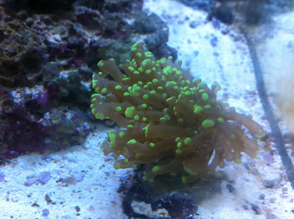 Frogspawn!.jpg