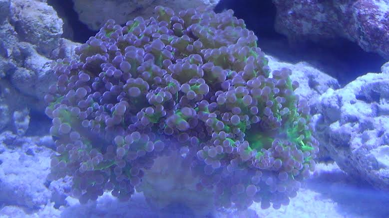 frogspawn.jpg