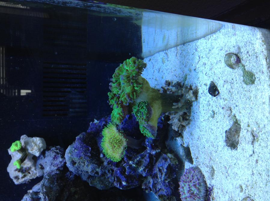 frogspawn.jpg