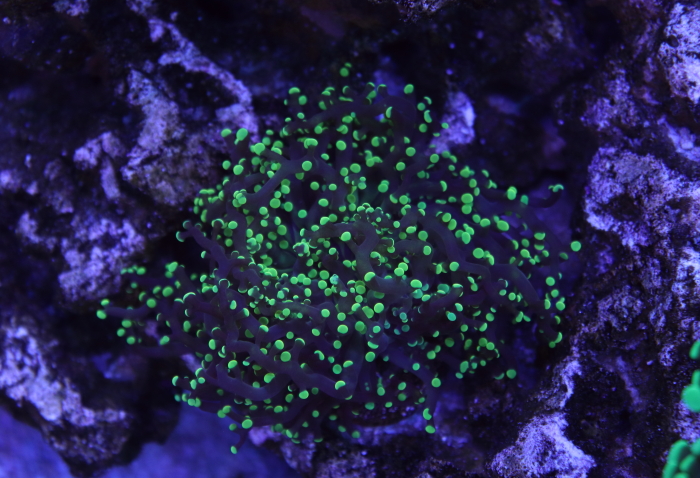 Frogspawn.JPG