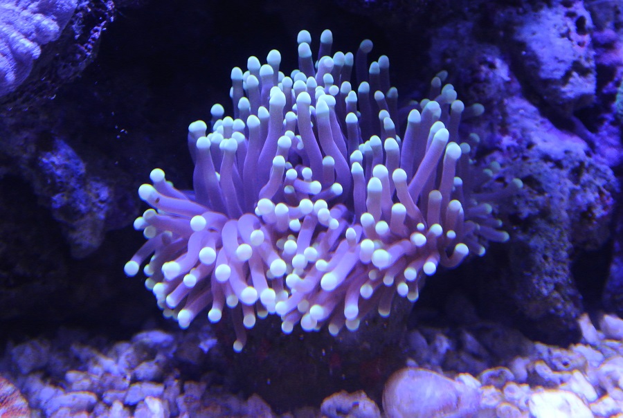 frogspawn.jpg