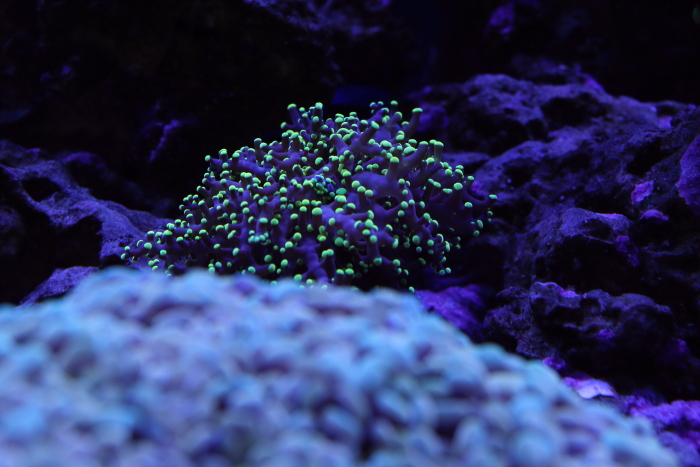 Frogspawn.JPG