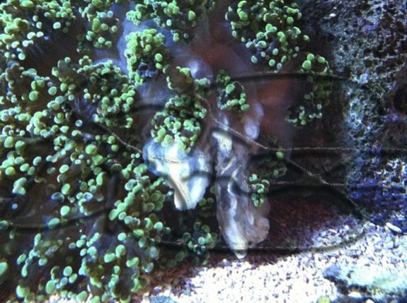 Frogspawn.jpg
