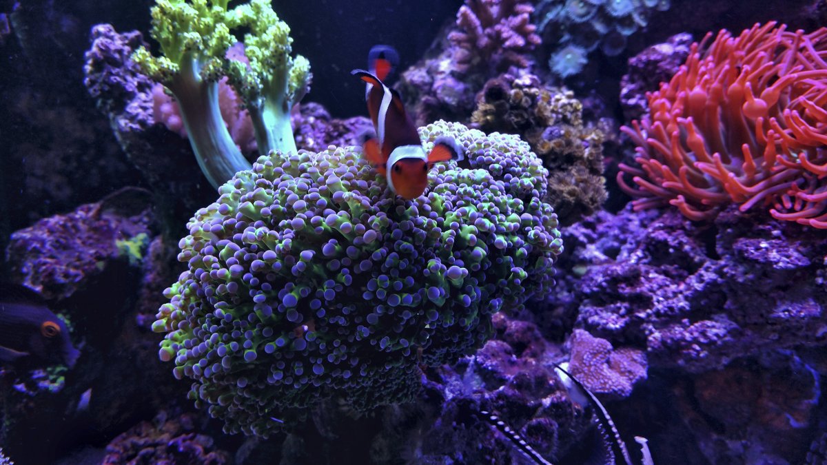 frogspawn.jpg