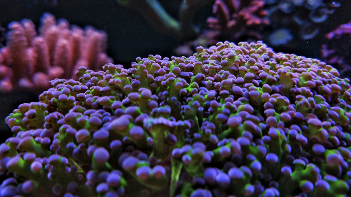 FROGSPAWN.jpg