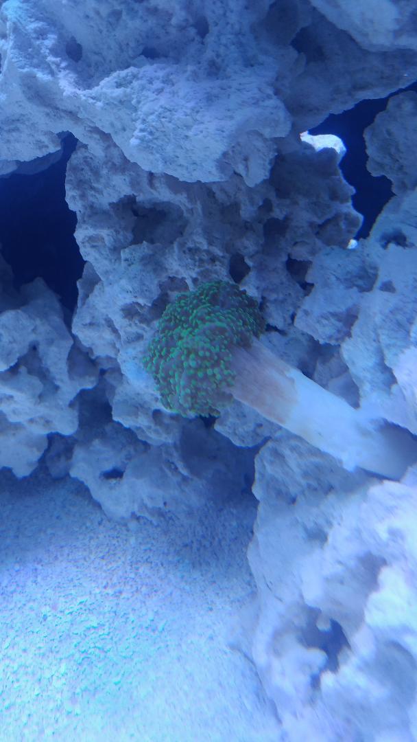 frogspawn.jpg