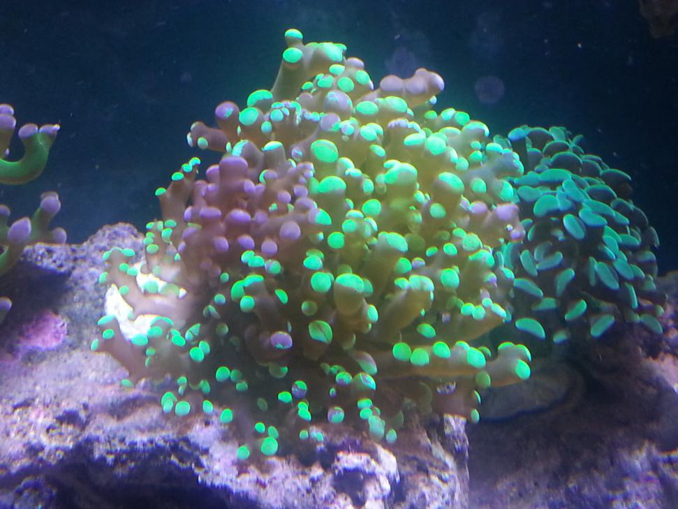 Frogspawn.jpg