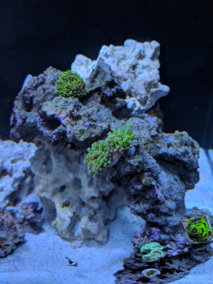 frogspawn.jpg