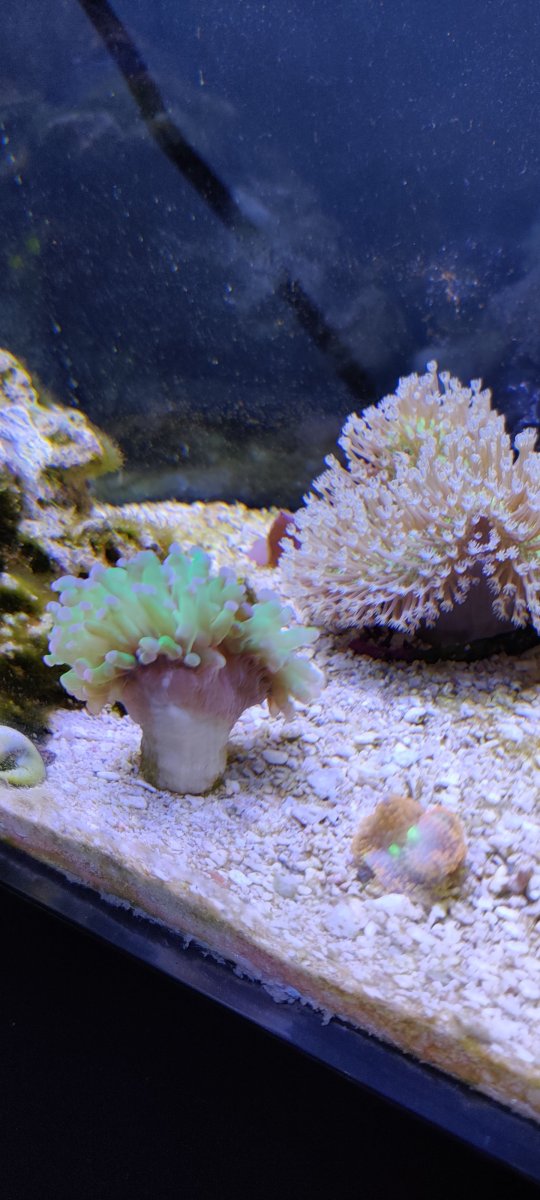 FrogSpawn1.jpg