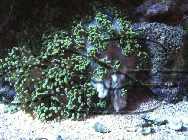 Frogspawn1.jpg