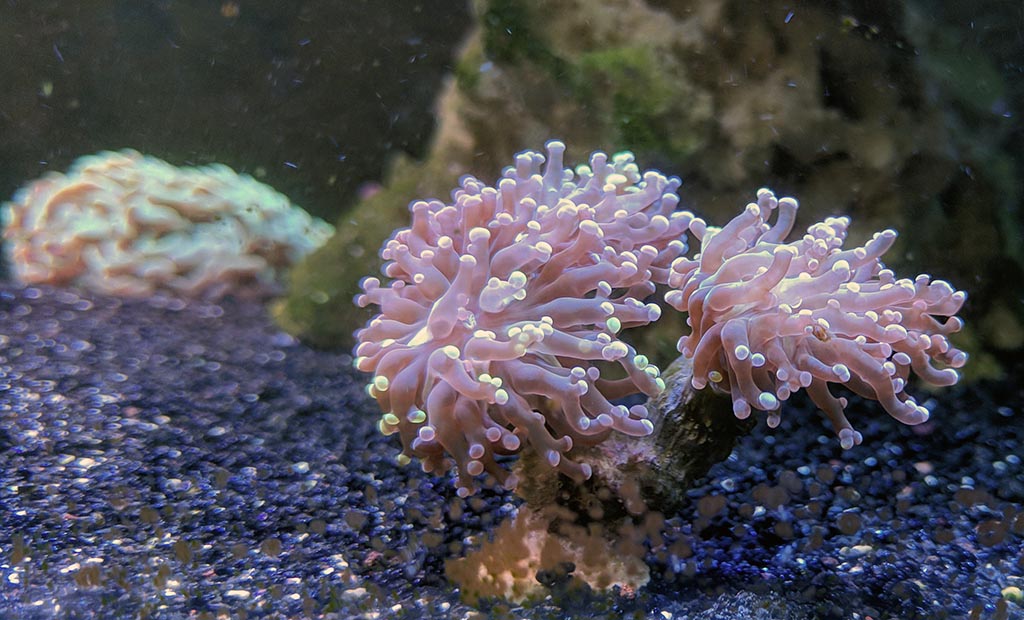 Frogspawn1.jpg