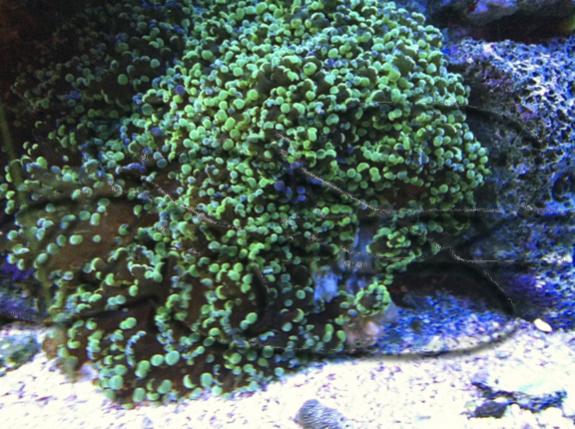 Frogspawn2.jpg