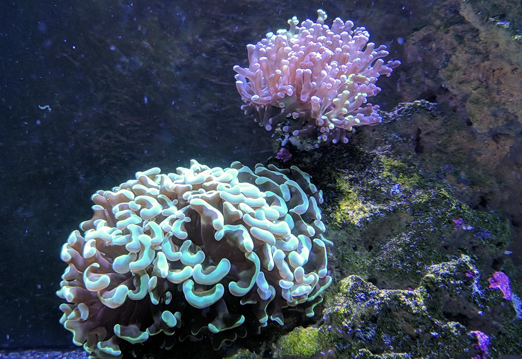 Frogspawn2.jpg