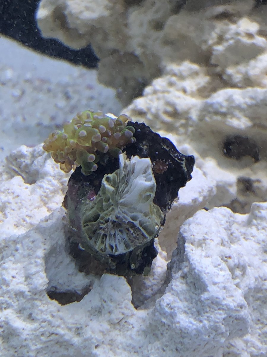 Frogspawn_3.21.19_medium.jpg