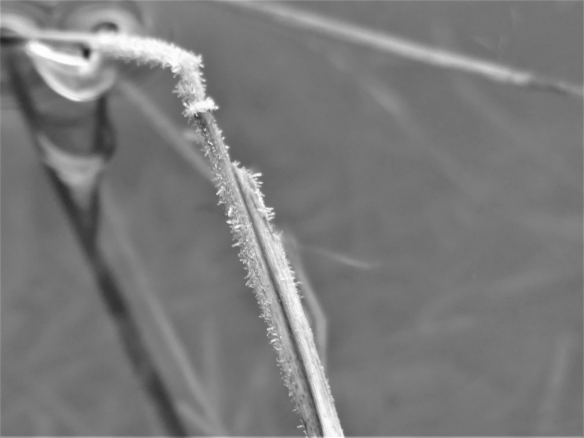 Frost Close Up (2).JPG