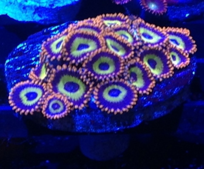 Zoanthid Coral Zoas Care The Complete Guide Aquaticstories