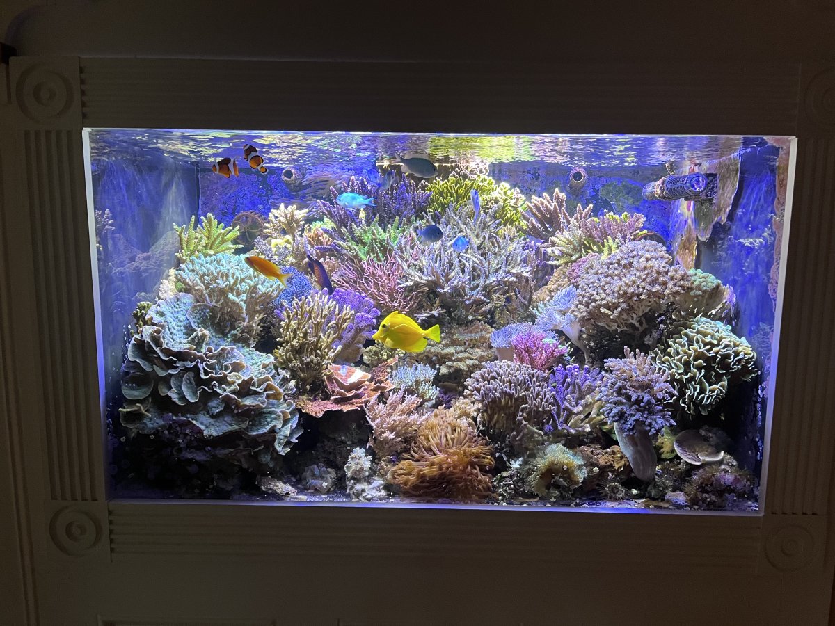 Reef Spotlight - REEF OF THE MONTH - May 2023: Ancient