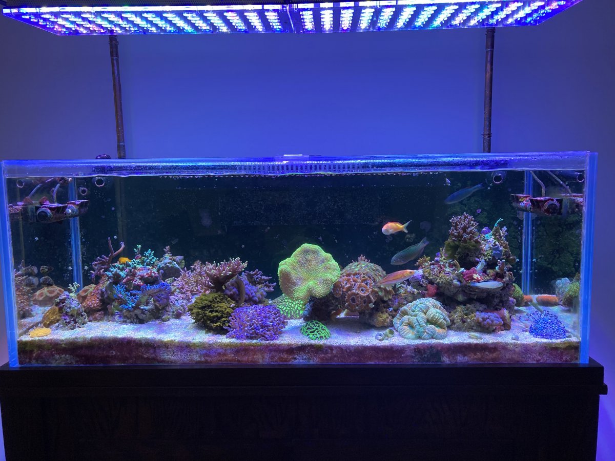 Build Thread Malacoda S 65g Long From Crystal Reef Aquatics Reef2reef Saltwater And Reef Aquarium Forum