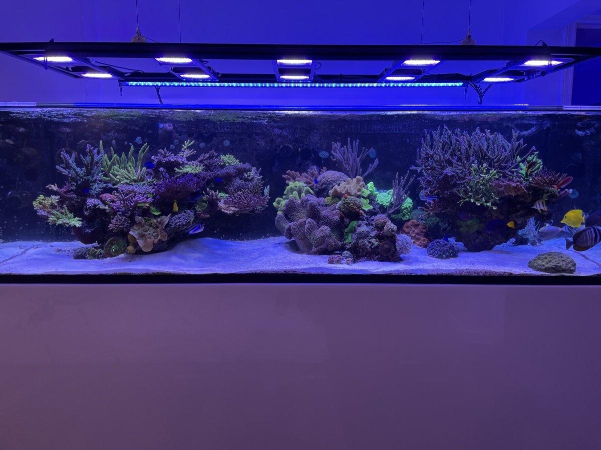 Reef Spotlight - REEF OF THE MONTH - February 2022: Jay_Bro's 400