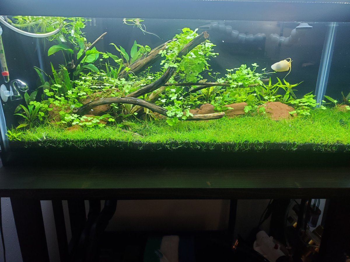20 gallon deals long aquarium