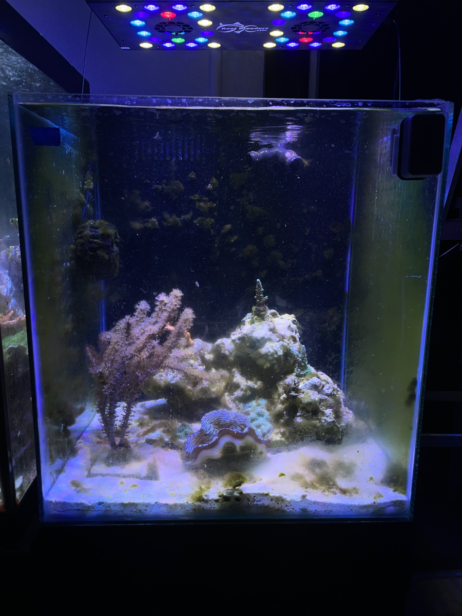 FTS Clam tank 11:27:22.png