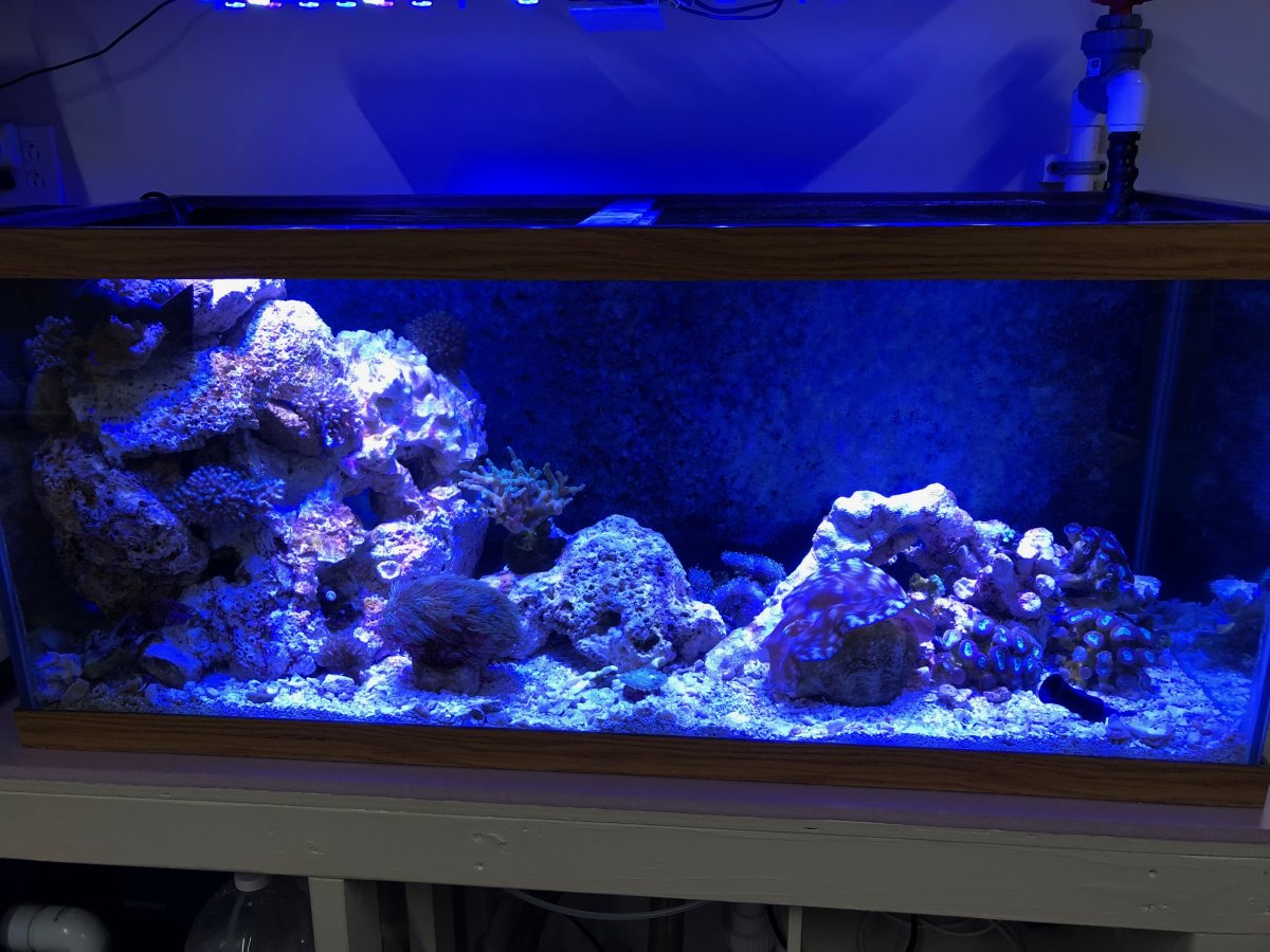 FTS corals.JPG