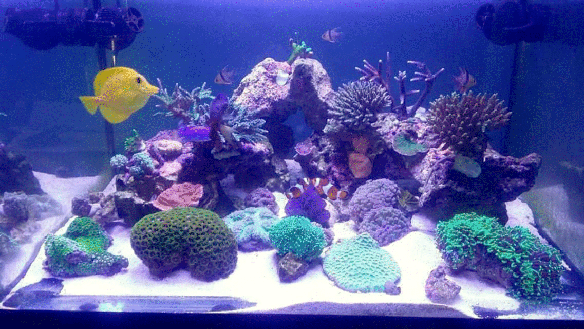 fts.gif