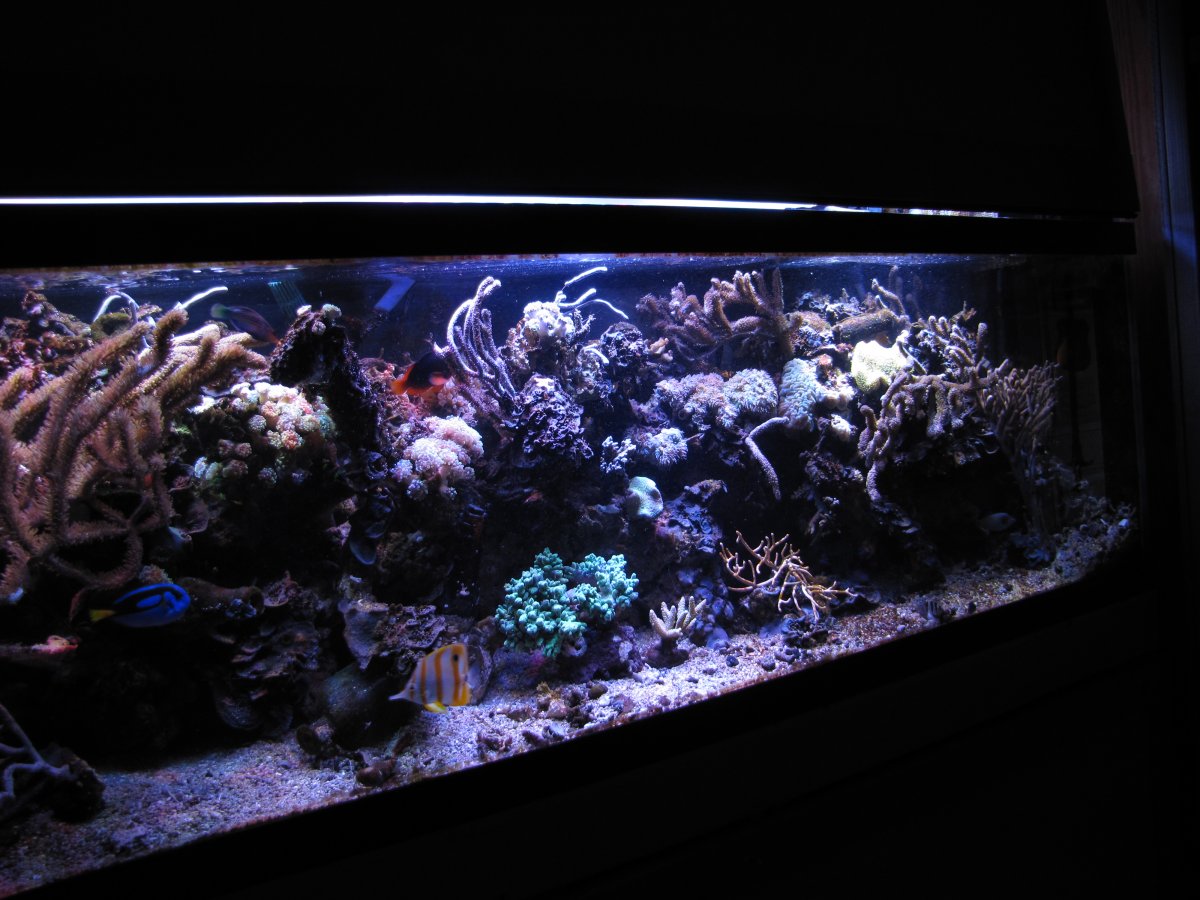 FTS Hippo Copperband.JPG