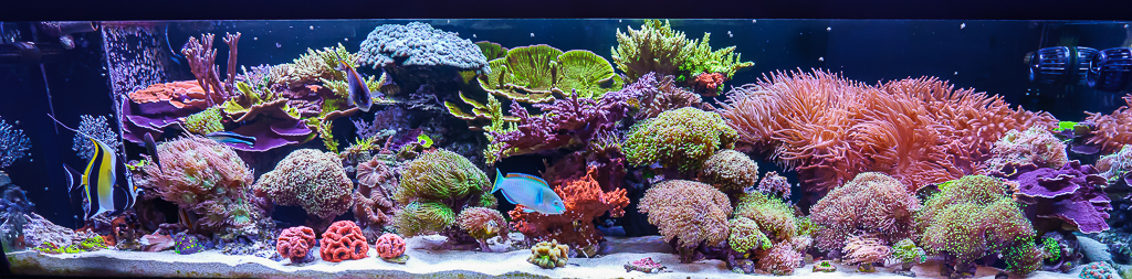 SPS success in high nutrient systems | Page 2 | Reef2Reef