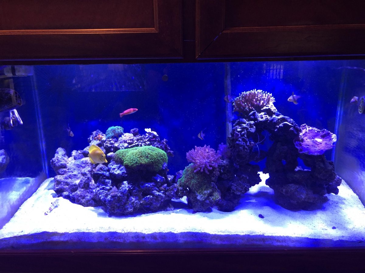 full reef 11.12.jpg