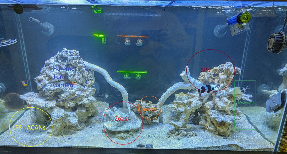 Full tank shot Possible coral positioning.jpg
