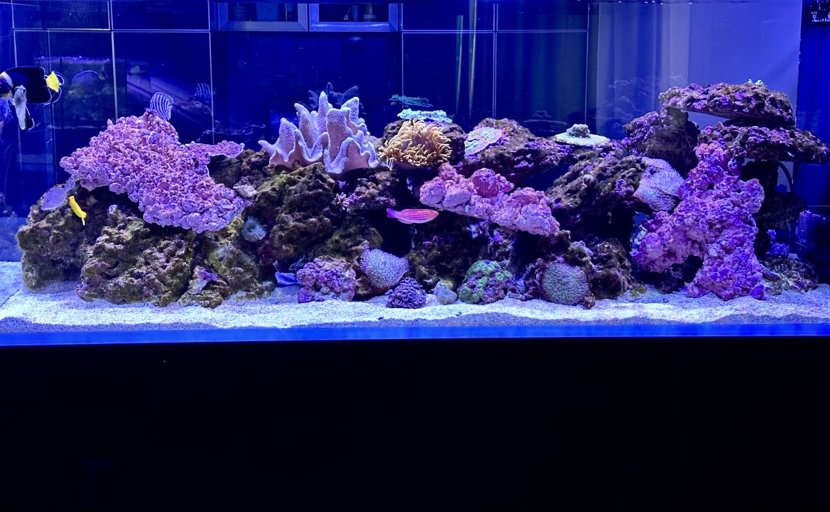 full tank view.jpg