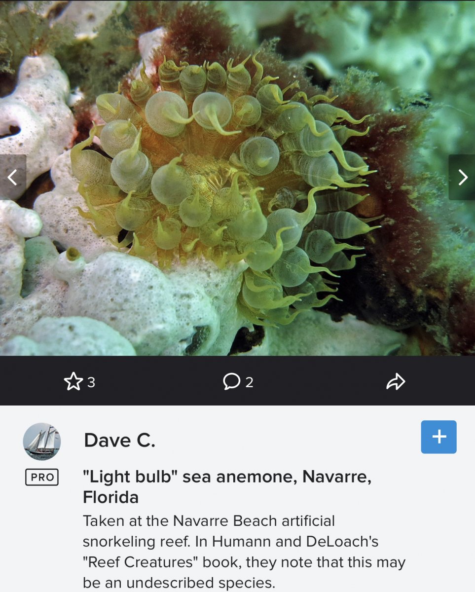 Light Bulb Anemone | REEF2REEF Saltwater and Reef Aquarium Forum